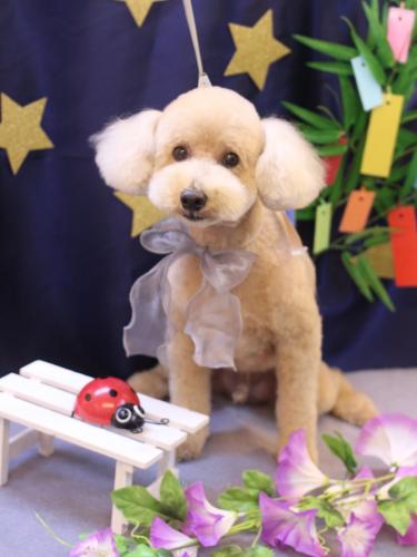 20230726モコくん